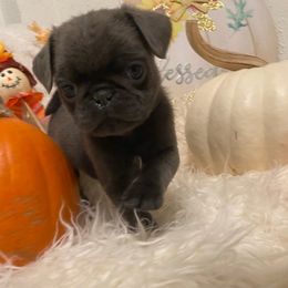 Milo, formerly River, Solid (dilute) Blue boy - Silver male Pug puppy in Onalaska, Washington from Cupid’s Pugs