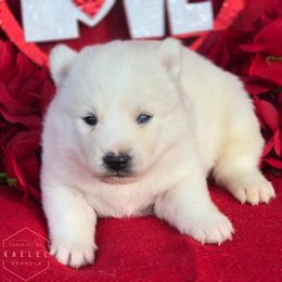 Pomsky Puppies from Kaelel Kennels