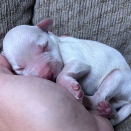 Boy 3 - White male Miniature Schnauzer puppy in Plaucheville, Louisiana from Honey Doux Southern Paws