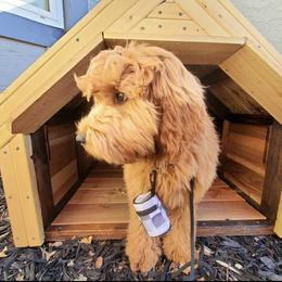 Duke - Goldendoodle