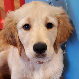 Honey - Golden Golden Retriever puppy in Wichita Falls, Texas from Texas Gold Rush
