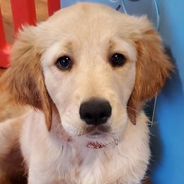 Honey - Golden Golden Retriever puppy in Wichita Falls, Texas from Texas Gold Rush