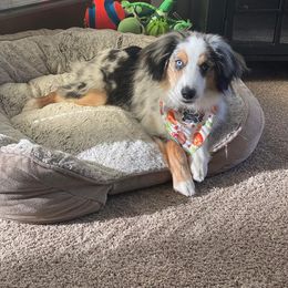 Miniature Australian Shepherd and Toy Australian Shepherd All Grown Up from Donna's Toy & Mini Aussies