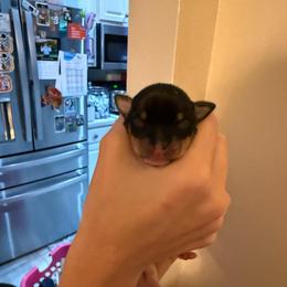 K Pup 2 - White black and tan female Toy Fox Terrier puppy in Clermont, Florida from Debbie Hiles's Toy Fox Terriers