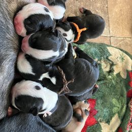 Boston Terrier Puppies from Tiny Patch Farms
