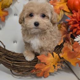 Firefly - Apricot male Maltipoo puppy in Washington from Mt.BakerPoodles&Doodles