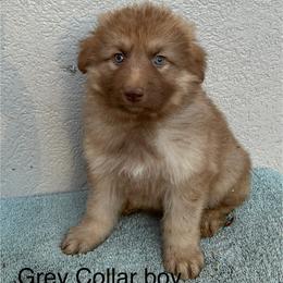 Grey Collar Boy - Sable male German Shepherd puppy in Columbus, Mississippi from Olde Wolfe German Shepherds