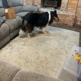 Paisley - Black white and tan female Collie puppy in Abilene, Texas from Regal Lassie's