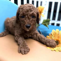 Sir Finley - Red  male Poodle puppy in Plainwell, Michigan from Northern Heart Standards