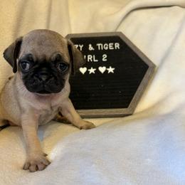 Girl 2 - Fawn female Pug puppy in Norborne, Missouri from Pug Palace