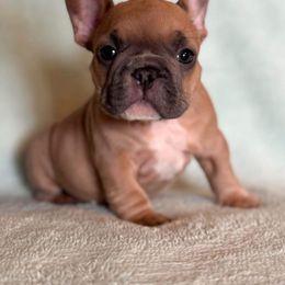French Bulldog Puppies from Flawlessly French Bulldogs