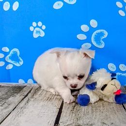 Aspen - Cream and white male Chihuahua puppy in Redding, California from Akc ivy league chihuahua .  Com