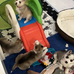 Golden Retriever, Miniature American Shepherd, and Siberian Husky Puppies from HuskiesAndGoldensWithFinesse