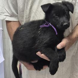 Girl 2 Violet - Black female German Shepherd puppy in Lake George, Colorado from High Country German Shepherds