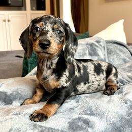 Girl 5 - Dapple female Dachshund puppy in Hollidaysburg, Pennsylvania from Weenie Bros