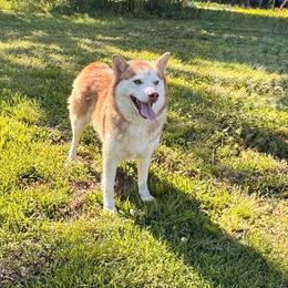 Mary - Red and white female Pomsky puppy in Murfreesboro, Tennessee from Middle Tennessee Pomskies