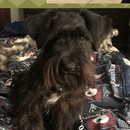MIlo - Miniature Schnauzer