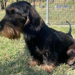 Cabela - Dachshund