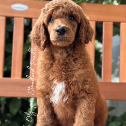 Cabernet - Red  male Poodle puppy in Spring Hills, Florida from The Olympus Standard Poodle