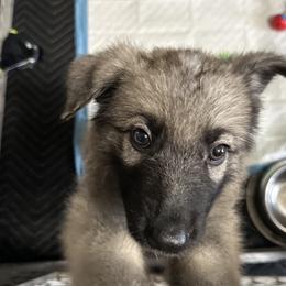 German Shepherd Puppies from Devon Rugerio's German Shepherds