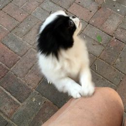 Japanese Chin and Papillon Puppies from Sunny DeYoung's Japanese Chin and Papillons