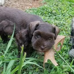 Miniature Schnauzers from Starry Sky Schnauzers