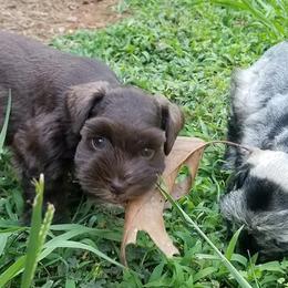 Miniature Schnauzers from Starry Sky Schnauzers