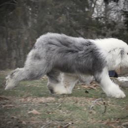 Old English Sheepdog Puppies from Prata's OES