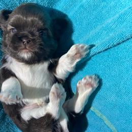 Jonah - Liver and white male Shih Tzu puppy in Hematite, Missouri from Free Range Shih Tzus