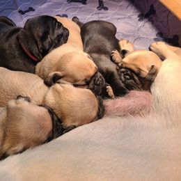 Pug Puppies from Lil'Farm Pugs