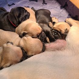 Pug Puppies from Lil'Farm Pugs