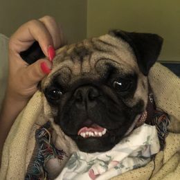 Charlie - Pug