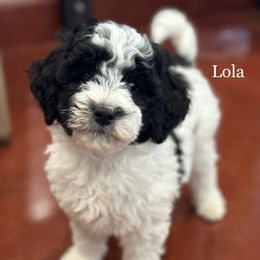 Lola - Parti female Goldendoodle puppy in Milford, Indiana from Railway Acres Kennel