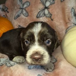 Kit Kat - Liver and white female English Springer Spaniel puppy in Coeur D'alene, Idaho from Springer Hollow
