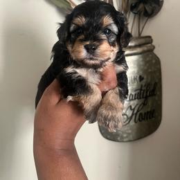 Mary Ann 2300 - Black and tan female Yorkipoo puppy in Gastonia, North Carolina from Banks Dynasty Kennel