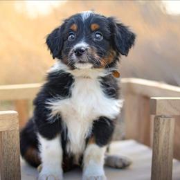 Sport - Black phantom male Aussiedoodle puppy in Crete, Nebraska from Doodles & Co
