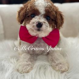 Summer - Apricot female Cavapoo puppy in Hesperia, California from McCraws N Paws