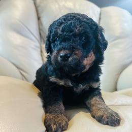 North - Phantom male Bernedoodle puppy in Sherman, Illinois from Shirl Doodle Life