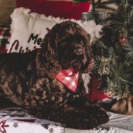 Cocker Spaniel Puppies from Chocolate Cocker Spaniels