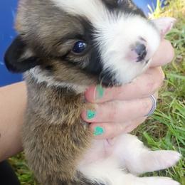 Wilson - Sable male Pembroke Welsh Corgi puppy in Checotah, Oklahoma from Skoal Creek Corgi's