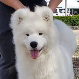 Timber - Samoyed