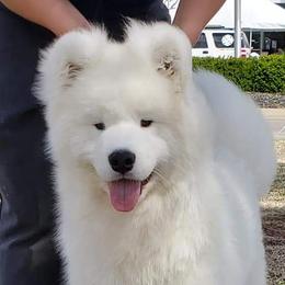 Timber - Samoyed