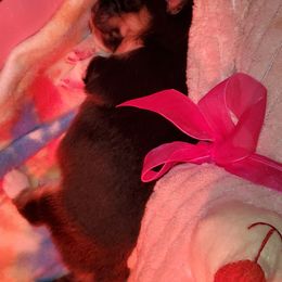 Miniature Australian Shepherd Puppies from M&B Mini Aussies