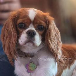 Emma - Cavalier King Charles Spaniel