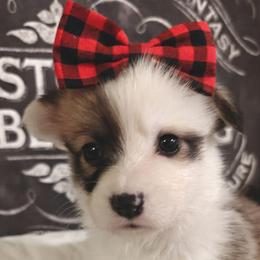 Shenzi - Sable female Pembroke Welsh Corgi puppy in Saint John, Washington from Fuzzbutt Farm's Corgis
