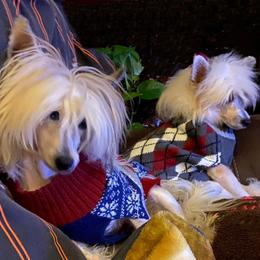 Chihuahua and Chinese Crested Puppies from Western Kentucky Chihuahua’s and Chinese Crested’s