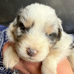 Smoke - Blue merle male Australian Shepherd puppy in Stanford, Kentucky from Red Feather Aussies