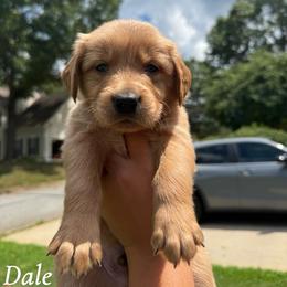 Dale - Golden male Golden Retriever puppy in Simpsonville, South Carolina from Upstate Revival Retrievers
