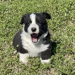 Austin - Black and white male Cardigan Welsh Corgi puppy in Kerens, West Virginia from Leather & Lace