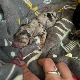 Hans - Dapple male Dachshund puppy in Meridian, Id 83646 3658, Idaho from Boise Best Mini Dachshunds
